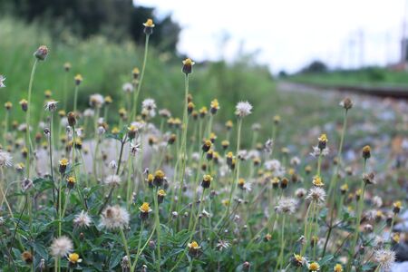 plants dandelionsの写真素材