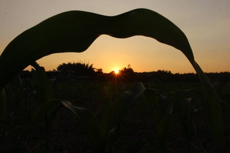 green corn field at sunsetの写真素材