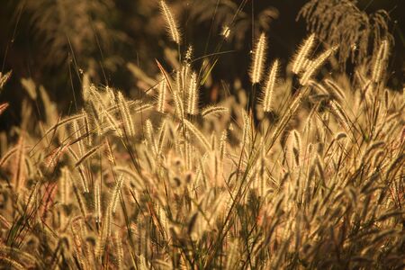 vintage field at sunset background.の写真素材