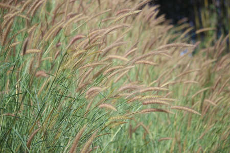 grass/grass flower with sunset light and green background.の写真素材