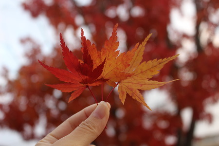 maple leaf autumn backgroundの写真素材