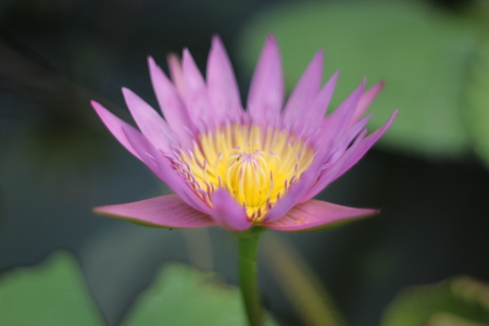 The beautiful Blooming lotus flowerの写真素材