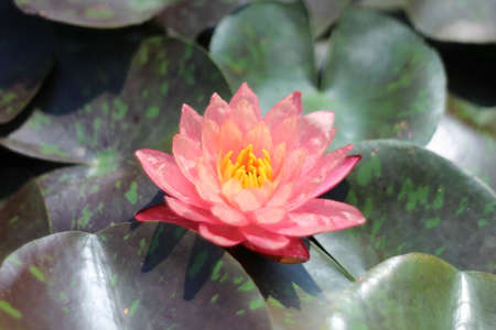 The beautiful Blooming lotus flowerの写真素材