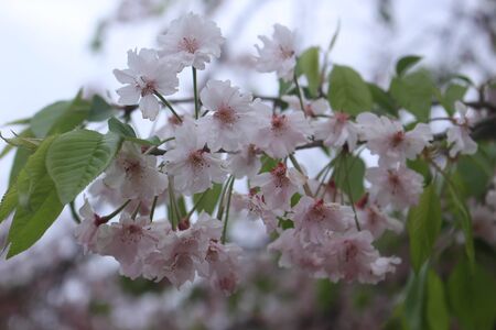 cherry blossom in the parkの写真素材
