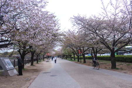 cherry blossom in the parkの写真素材