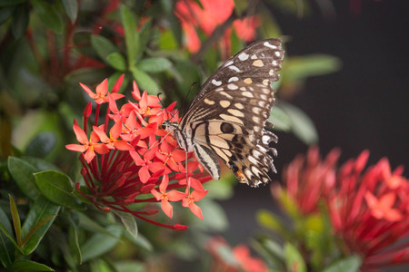 Butterfly on red flowerの写真素材