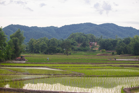 rice fields, mountains, sky soft and blurの写真素材
