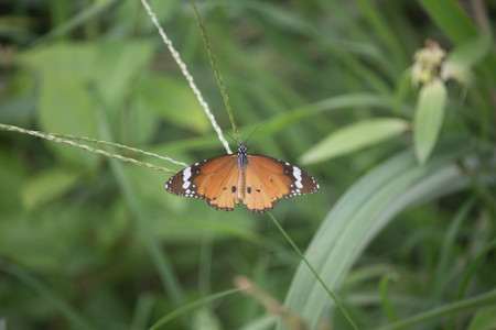 Orange butterfly on flowerの写真素材