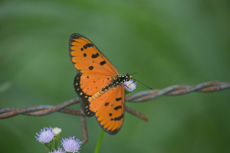 Orange butterfly on flowerの写真素材