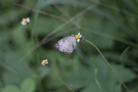 White butterfly on flowerの写真素材