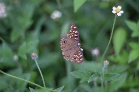 Brown butterfly on flowerの写真素材