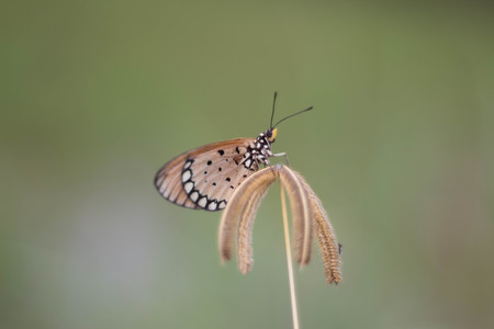 Orange butterfly on flowerの写真素材
