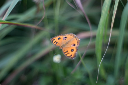 Orange butterfly on flowerの写真素材