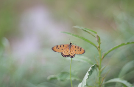 Orange butterfly on flowerの写真素材