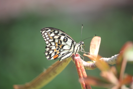 White butterfly on flowerの写真素材