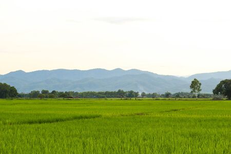 rice fields, mountains, sky soft and blurの写真素材