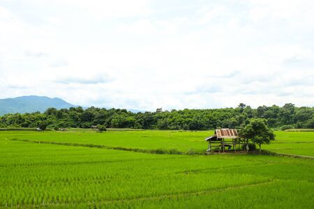 rice fields, mountains, sky soft and blurの写真素材