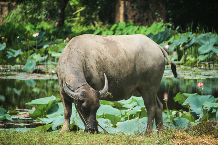 Buffalo with the natural backgroundの写真素材