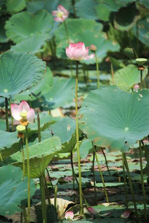 Beautiful pink lotus in swamp, Thailandの写真素材