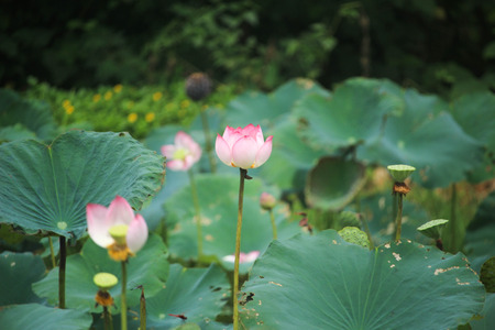 Beautiful pink lotus in swamp, Thailandの写真素材