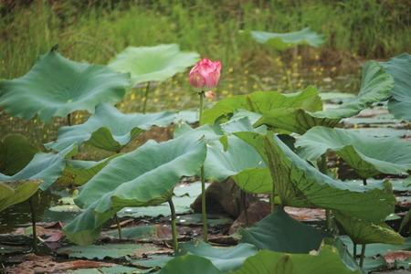Beautiful pink lotus in swamp, Thailandの写真素材