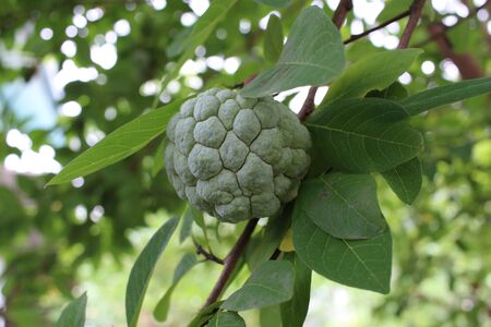 custard apple on tree