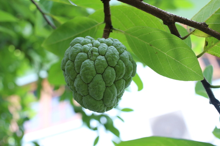 custard apple on treeの写真素材