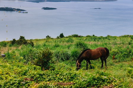 Beautiful scene of Horses grazing at Seoubong Peak in Hamdeok, Jeju Island.の写真素材
