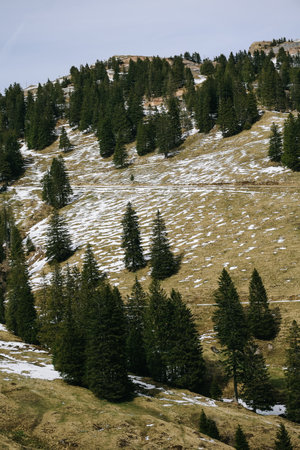 Beautiful nature view beside the railway seen from Rigi bahn cogwheel train on the way from Arth town to Rigi Kulm in Switzerland.の写真素材