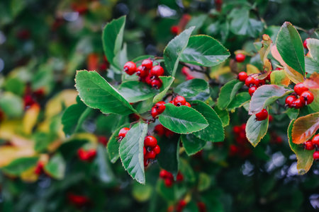 Close up of red berries on the tree.の写真素材