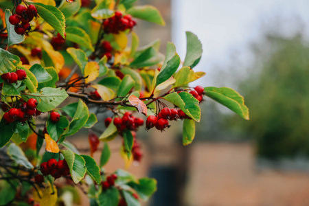 Close up of red berries on the tree.の写真素材