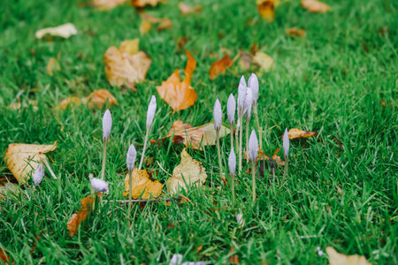 The flowers at the King's garden, Denmark on rainy day.