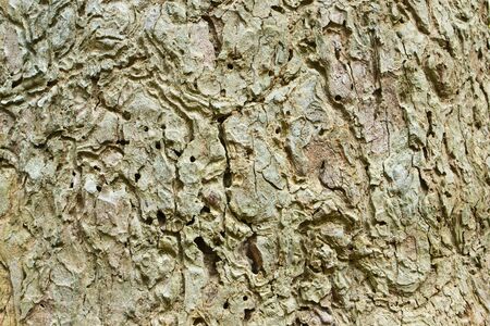 Bark brown
