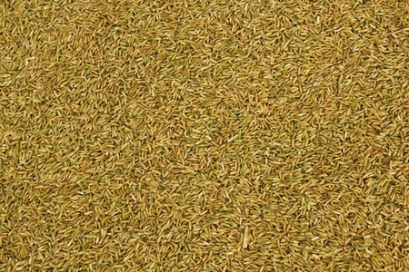 Gold surface in paddy drying