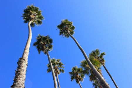 Tall palm trees under clear blue skyの素材