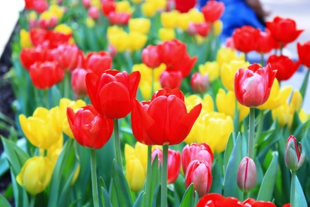 Colorful tulip flowers の素材