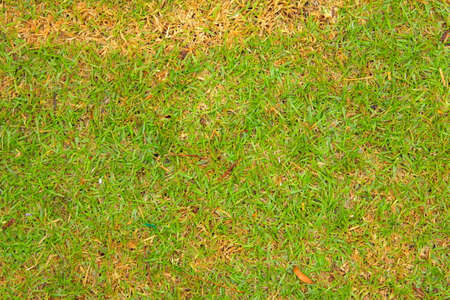 Green grass の写真素材