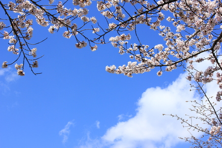 Japanese Cherry blossom in spring and beautiful skyの写真素材