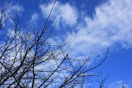 Blue sky white clouds and dead treesの写真素材