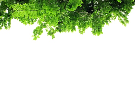 Green leaves isolated backgroundの写真素材