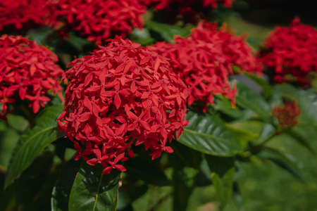 Close up of red Rubiaceae in the morning garden with the blurred bokeh background of green leaves. Feeling fresh and romantic. Ideas for expressions to give love on special day. There is copy space.の写真素材