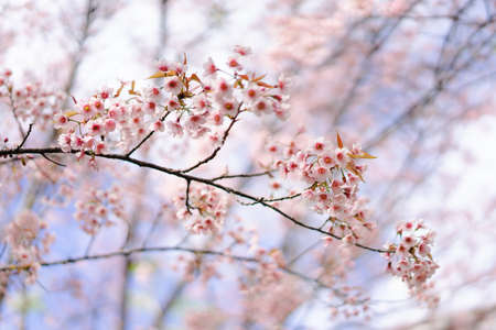 Close up background image of Wild Himalayan Cherry In the winter, Chiang Mai, Thailand. The flowers have pink color in a soft tone with low contras. Feeling fresh and relax. There is a copy space.の写真素材