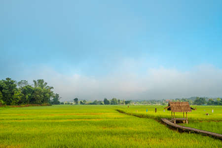 Landscape photo of wooden pavilion in the green rice fields on a cloudy day. There are old bamboo footpaths and brightly colored clothing skewers. The concept of rainy season agriculture in Thailand.の写真素材