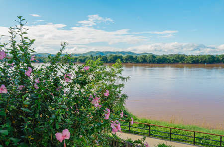 High angle shot of pink hibiscus flowers in the morning on a clear sky. The backdrop is a pathway beside the Mekong River, Thai-Laos border. Feeling relaxed and peaceful. There is a copy space on top.の写真素材