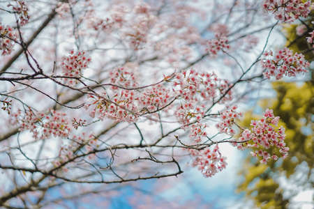 Close up background image of Wild Himalayan Cherry In the winter, Chiang Mai, Thailand. The flowers have pink color in a soft tone with low contras. Feeling fresh and relax. There is a copy space.の写真素材
