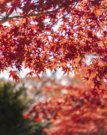 Close up shot of red maple leave in the morning light with the bokeh background. There was the light of the sun shining on the tree and there was a beautiful shadow. Feeling relax and refresh.の写真素材