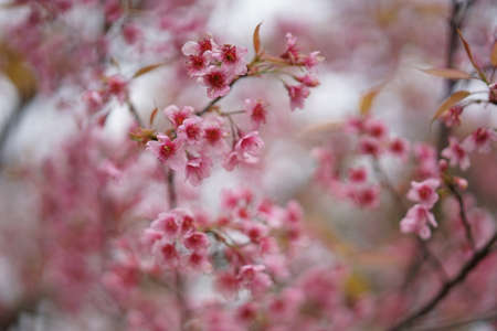 Close up background image of Wild Himalayan Cherry In the winter, Chiang Mai, Thailand. The flowers have pink color in a soft tone with low contras. Feeling fresh and relax. There is a copy space.の写真素材