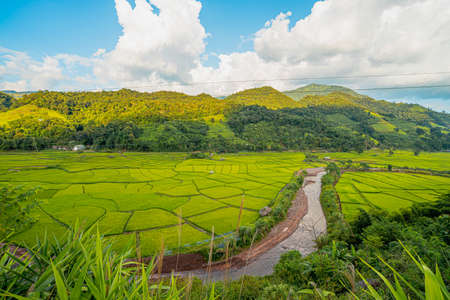 High angle view of green rice fields with different curves in the rainy season, Thailand. There is a river flowing through middle of the land and green forest behind. Idea for countryside background.の写真素材