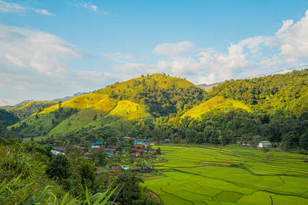 High angle view of green rice fields with different curves in the rainy season, Thailand. There are many house and green forest behind. Idea for countryside background.の写真素材