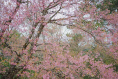 Blurred background image of Wild Himalayan Cherry In the winter, Chiang Mai, Thailand. The flowers have pink color in a soft tone with low contras. Feeling fresh and relax. There is a copy space.の写真素材